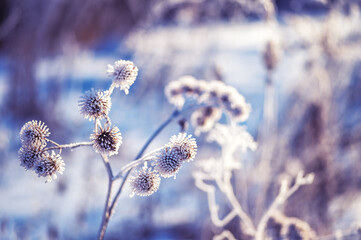 Burdock branch in frost crystals on the background of a snow-covered field. Background. Selective focus