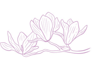 Fototapeta na wymiar Magnolia flower minimalistic sketch, vector. Blooming of a delicate purple flower. Botanical illustration isolated branch of magnolia.