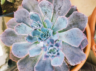 Amazing echeveria neon breakers hybrid plant