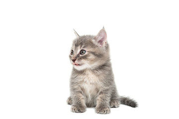 Gray kitten isolated on a white background.