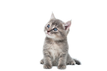 Gray kitten isolated on a white background.