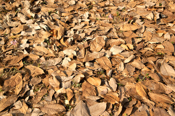 Autumn forest background  yellow leaves on the ground autumn path in the park surface.