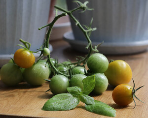 A branch of green, not ripe cherry tomatoes is lying on the table. Tomatoes grow in a pot on the balcony