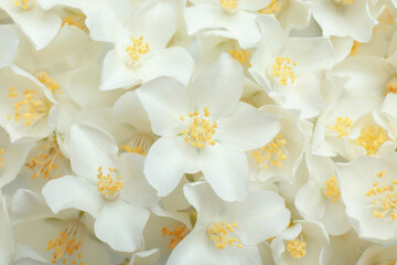 Closeup of beautiful white jasmine flowers, top view