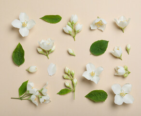 Flat lay composition with beautiful jasmine flowers on beige background