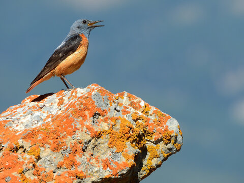 Roquero rojo. Macho de roquero rojo, en su posadero de roca caliza adornada de l&iacute;quenes. Anunciando, con su canto, el nacimiento de su descendencia, a resguardo en peque&ntilde;a oquedad de la roca.