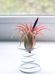 Tillandsia air plant initial blossom. Booming process