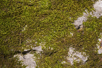 Old wall texture with moss