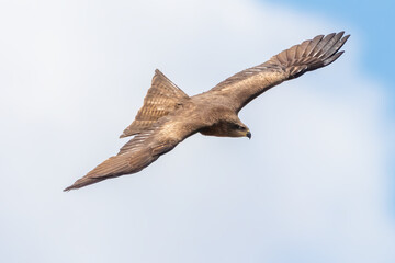 Black Kite - Milvus migrans - flying in Donana National Park, Andalucia, Spain