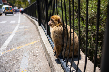 Barbary macaques in Gibraltar
