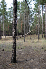 Obraz premium beautiful landscape of summer forest