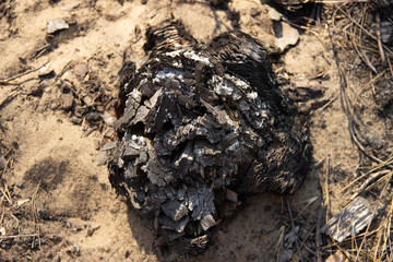 deformed stump against the background of sand