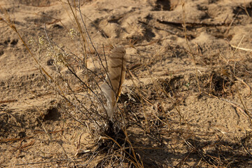 feather in dry grass on a background of sand