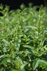 Peppermint, Mentha × piperita, also known as Mentha balsamea Wild is a hybrid mint, a cross between watermint and spearmint.    