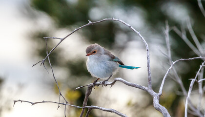 Splendid Blue Fairy Wren on a Branch