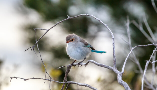 Splendid Blue Fairy Wren on a Branch
