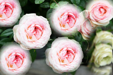 Rosenblüten