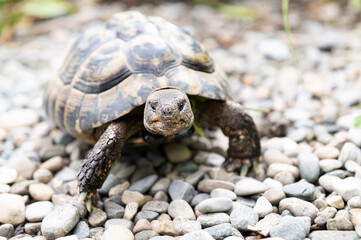 Schildkröte