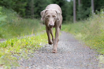 Weimaraner Jagdhund