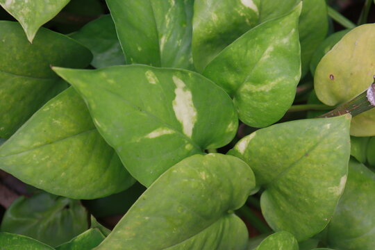 Monry Plant Leaves in high resolution 
