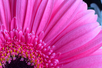 Obraz premium pink gerbera, petals macro image