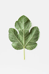 green fig leaf (ficus carica) on white background 