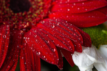 close-up drops of dew on the petals of a gerbera