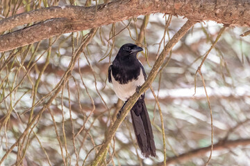 Common magpie (Pica pica) perched in a mediterranean pine branch in Donana National Park, Andalusia, Spain