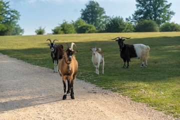 Cabras pastando en el campo.