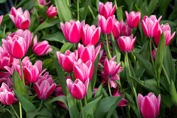 sunlit pink tulips with white veins close-up
