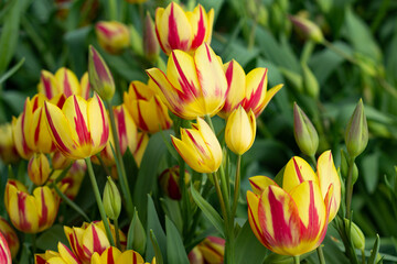 large yellow tulips with red veins