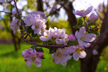 blooming apple tree. pink apple flowers close up