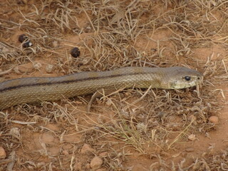 Large Ladder Snake in Spain