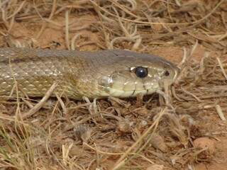 Large Ladder Snake in Spain