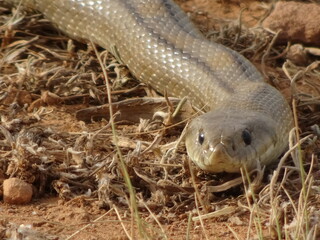 Large Ladder Snake in Spain