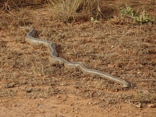 Large Ladder Snake in Spain