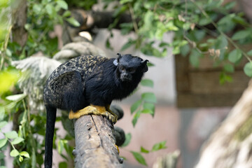 The red-handed tamarin, Saguinus midas, sits in the branches and observes the surroundings