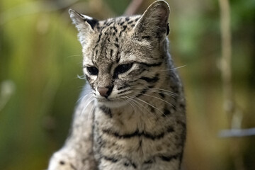 Portrait of a sleepy Geoffroy's cat, Oncifelis geoffroyi, sitting in a tree