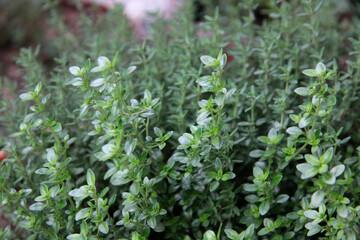 thyme in botanic garden close up
