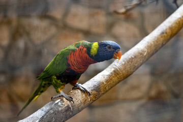 The rainbow lorikeet, Trichoglossus haematodus moluscanus, is one of the most diverse and most commonly bred in human care.