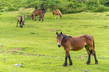 Fototapeta premium Caballos en los montes de Urbasa (Alsasua, Navarra - España).