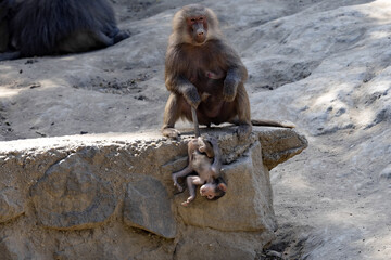 Hamadryas Baboon, Papio hamadryas, mother uses the chick's tail as a handle
