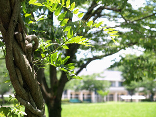 Fototapeta premium leaf