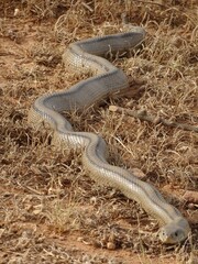 Large Ladder Snake in Spain