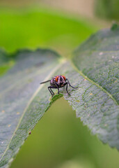 fly on leaf