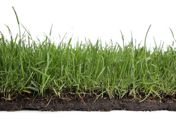 Soil with green grass on white background
