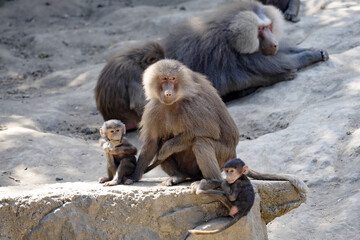 Female Hamadryas Baboon, Papio hamadryas, with two cubs, in the background male,