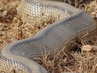 Large Ladder Snake in Spain