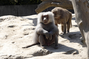Sitting male Hamadryas Baboon, Papio hamadryas, female in background