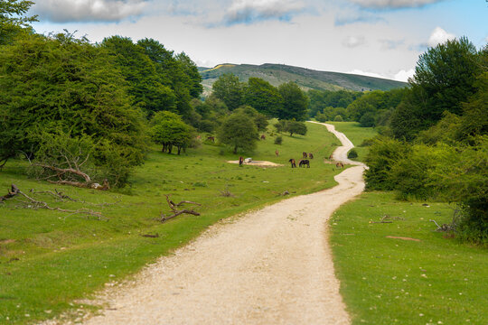 Camino de monta&ntilde;a en el parque natural de Urbasa y And&iacute;a (Navarra, Espa&ntilde;a).